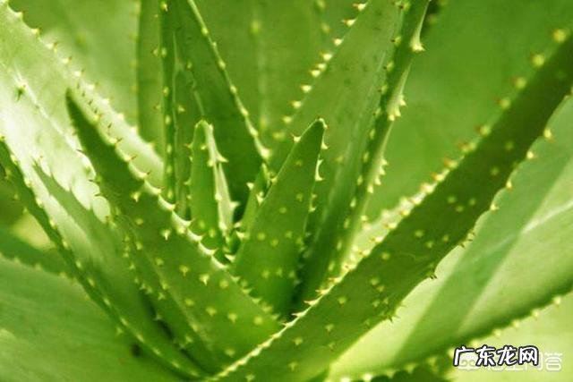 怎样养芦荟能让芦荟爆盆?