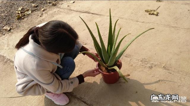 怎样养芦荟能让芦荟爆盆？