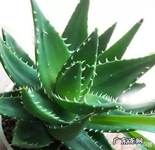 怎样养芦荟能让芦荟爆盆?