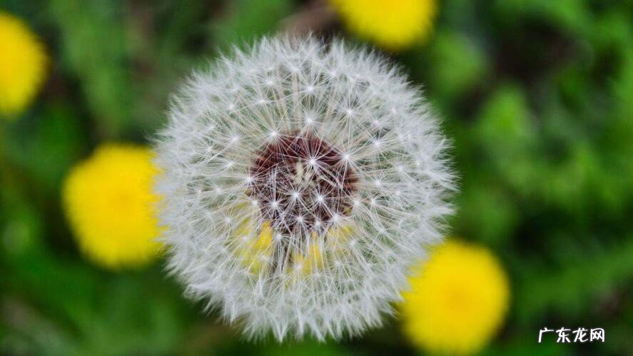 植物种子传播的方法