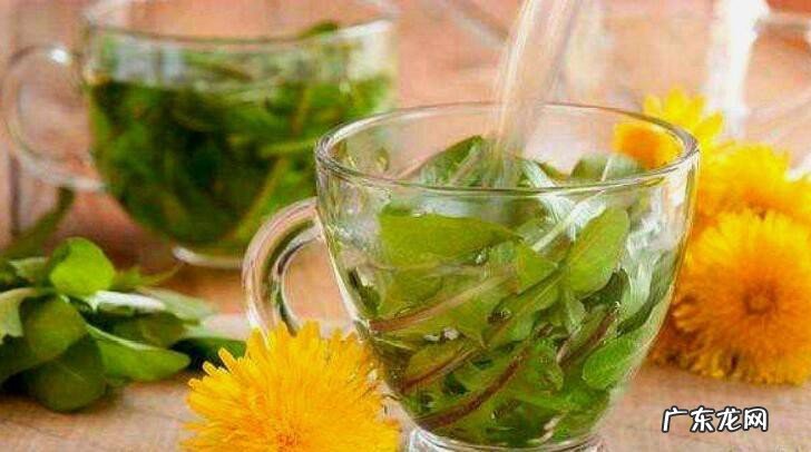 蒲公英叶子泡水喝的功效和作用