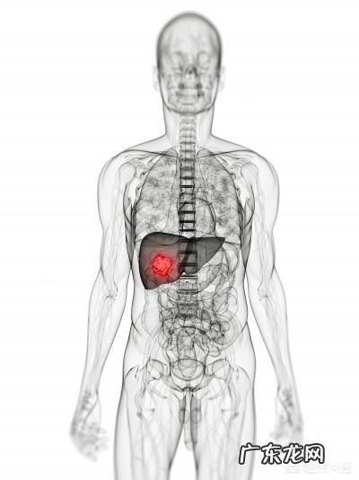 肝脏不好怎么调理？