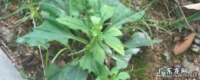 新鲜的车前草能当菜吃吗?