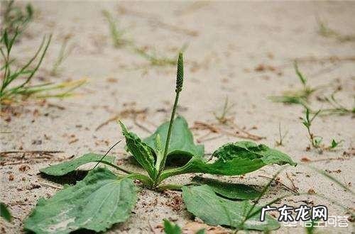 新鲜的车前草能当菜吃吗?