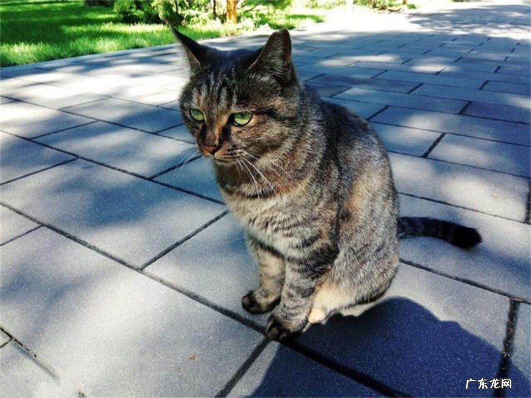 养狗养猫的方法