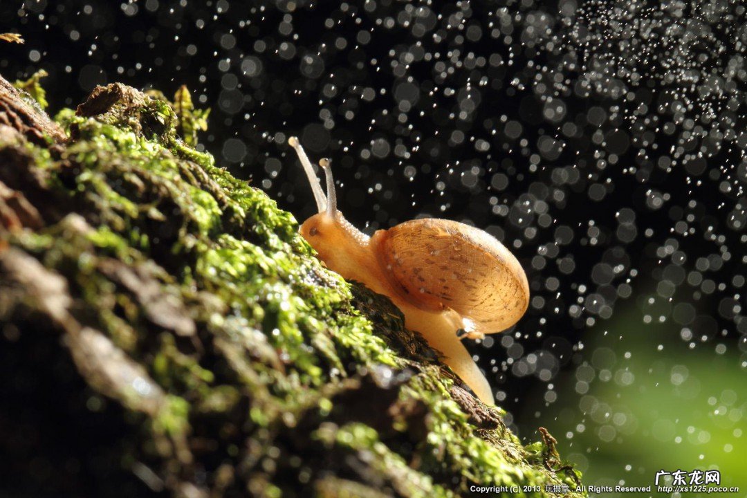 家里怎么养蜗牛