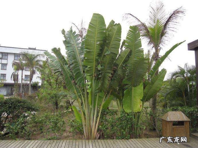 芭蕉扇的种植方法