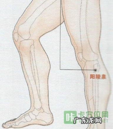 阴陵泉和阳陵泉是同一个穴位吗?还是不同的两个穴位?