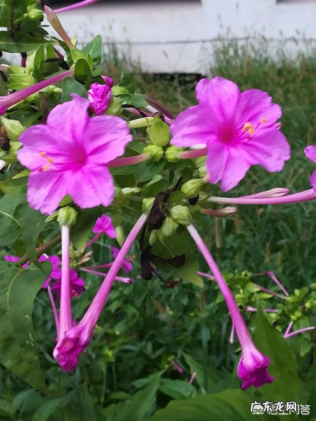 关于感情的描述都有哪些？