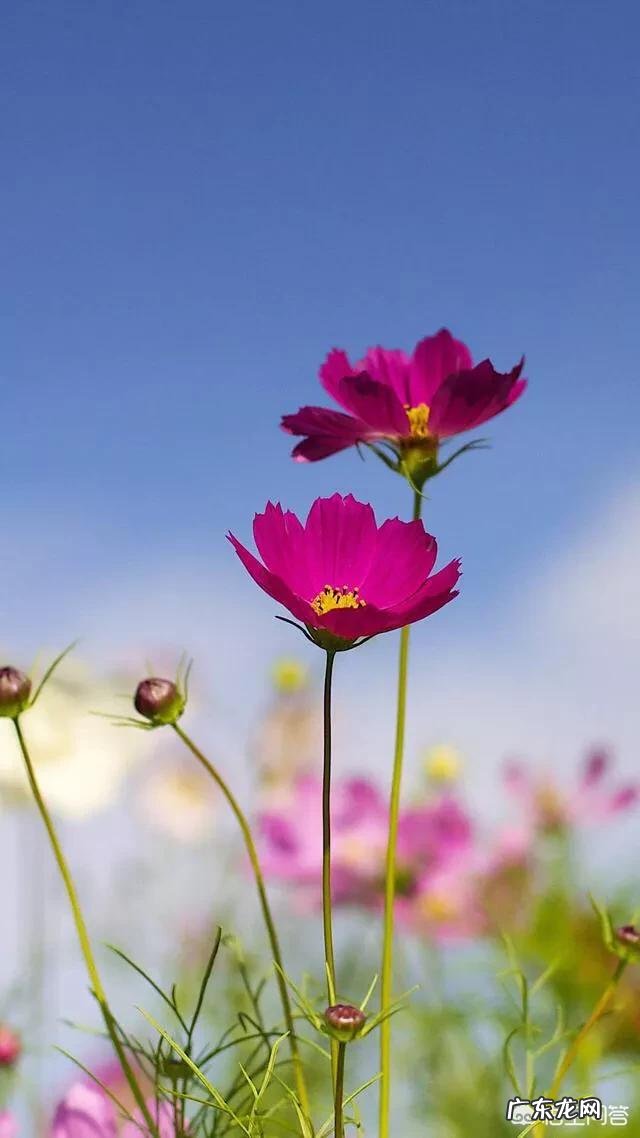 关于感情的描述都有哪些？