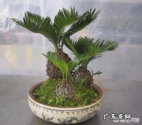 铁树是一种什么植物?真的千年一开花吗?