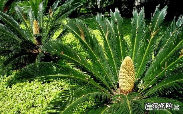 铁树是一种什么植物?真的千年一开花吗?