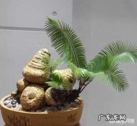 铁树是一种什么植物?真的千年一开花吗?