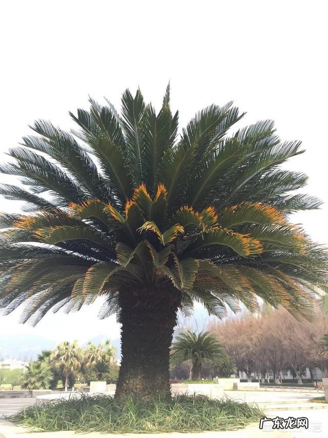 铁树是一种什么植物?真的千年一开花吗?