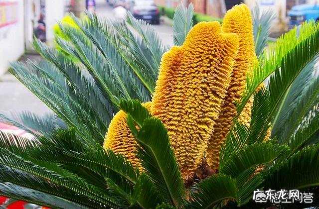 铁树是一种什么植物?真的千年一开花吗?