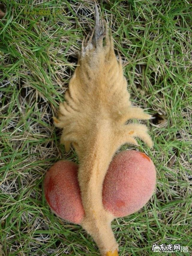 铁树是一种什么植物?真的千年一开花吗?