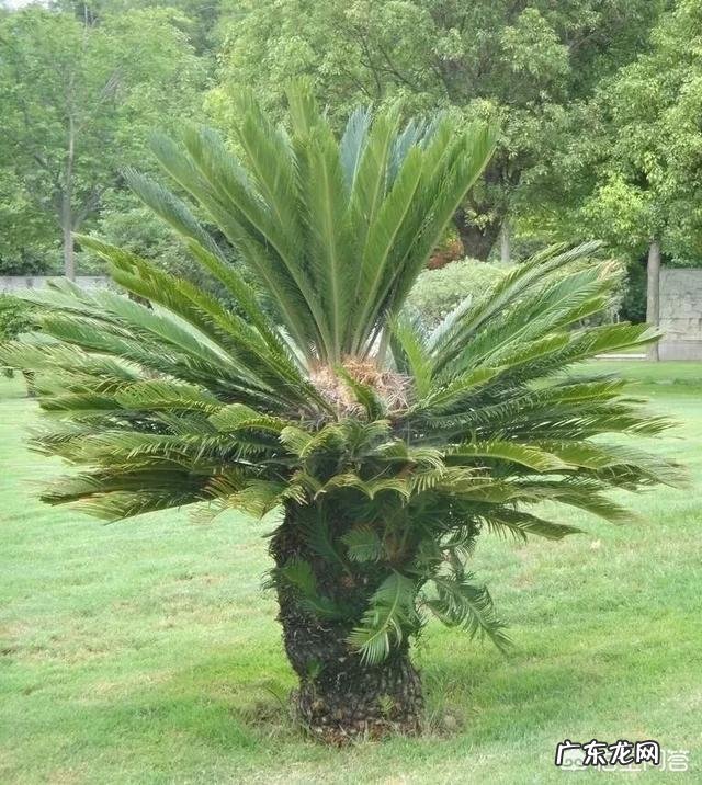 铁树是一种什么植物?真的千年一开花吗?