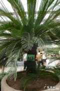 铁树是一种什么植物？真的千年一开花吗？