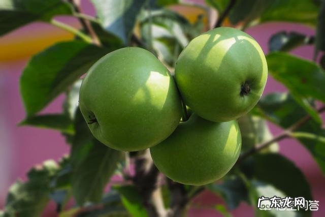 吃什么水果最有利于健康?