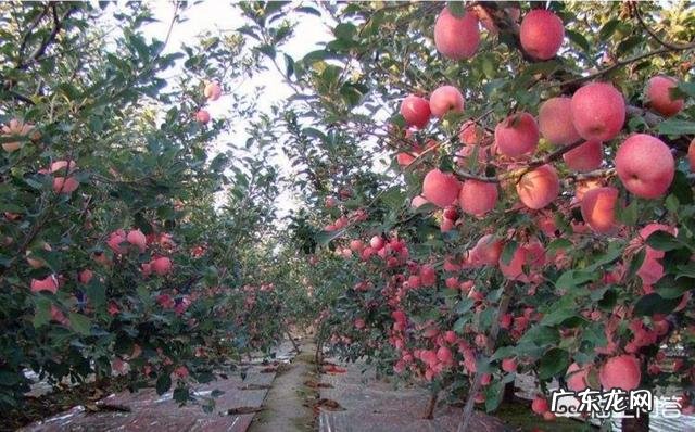 吃什么水果最有利于健康?