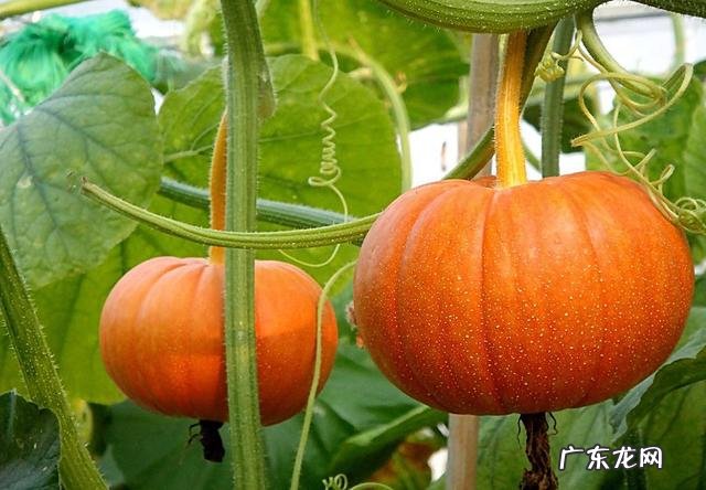 吃什么蔬菜最补血?