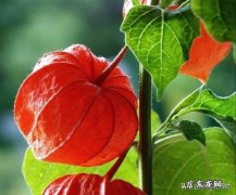 红姑娘有哪些功效，可以用来治感冒吗？