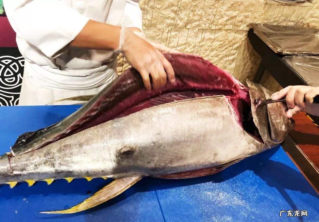 吃金枪鱼的禁忌