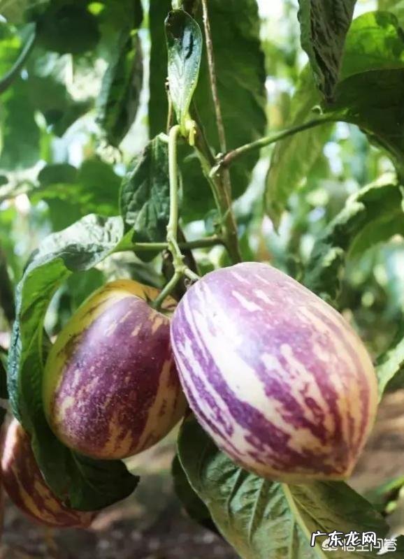 《西游记》中的人参果到底有何珍稀之处?如今其神效还在吗?