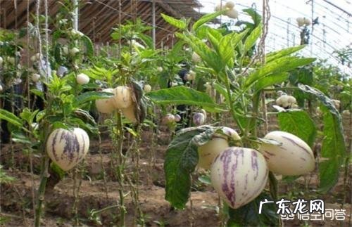 《西游记》中的人参果到底有何珍稀之处?如今其神效还在吗?