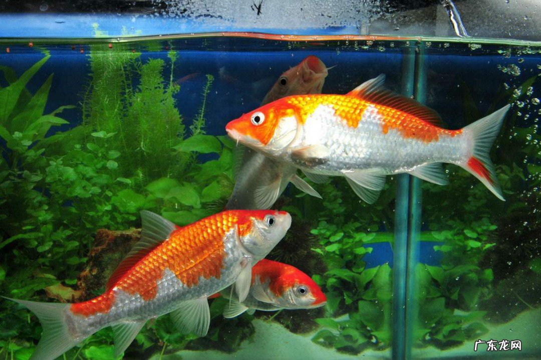 怎么养鱼招财