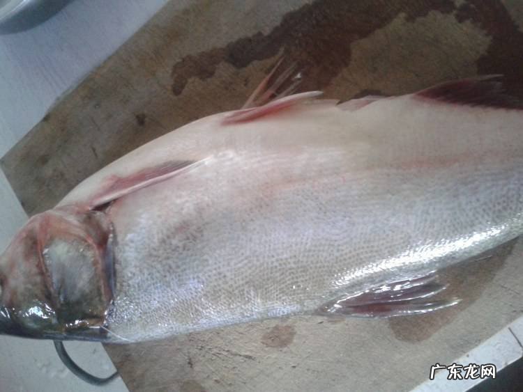 腌鲢鱼块怎么做