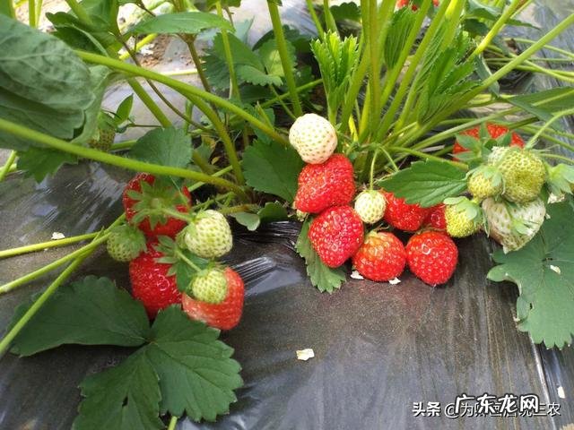 农村院子可以栽种草莓吗？要注意什么？