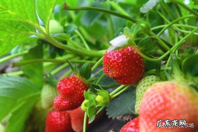 农村院子可以栽种草莓吗?要注意什么?