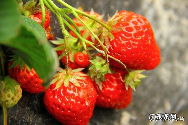 农村院子可以栽种草莓吗?要注意什么?