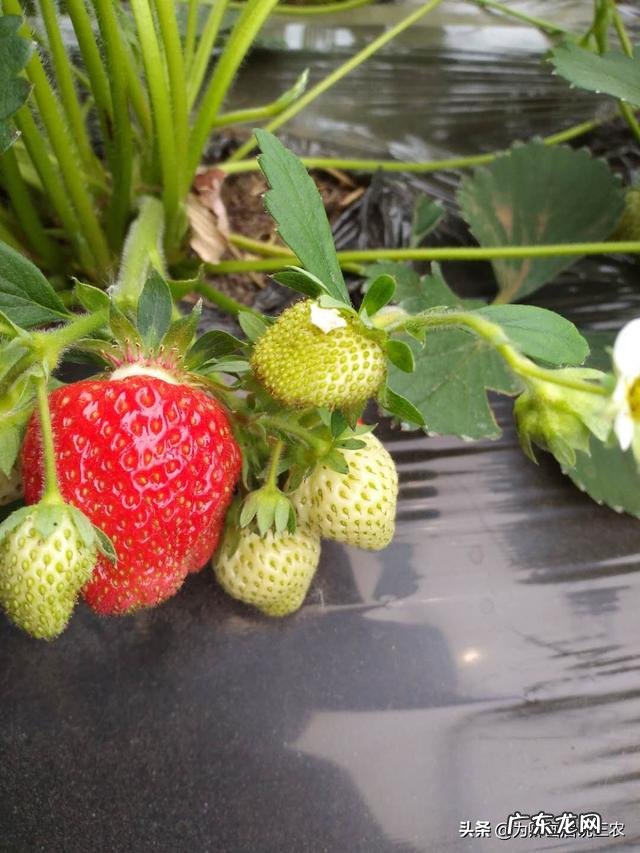 农村院子可以栽种草莓吗？要注意什么？