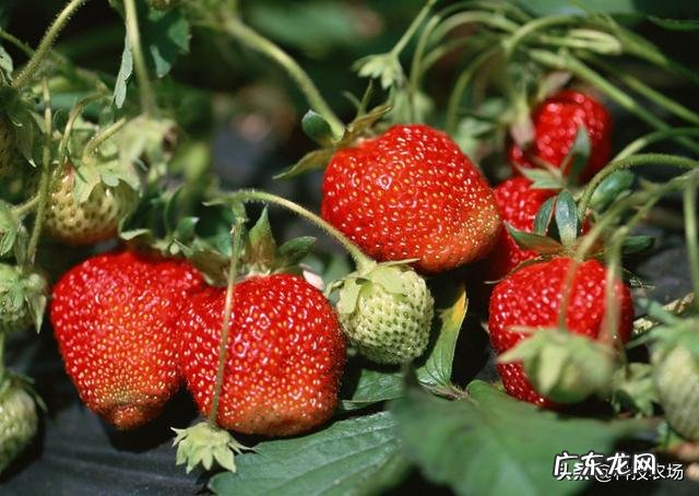 农村院子可以栽种草莓吗?要注意什么?