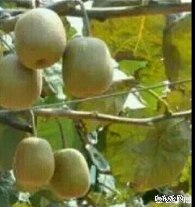 猕猴桃有什么营养价值？