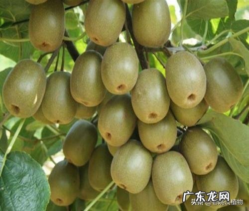 猕猴桃有什么营养价值？