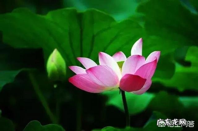 明天就是24节气夏至,夏至对吃有什么讲究?