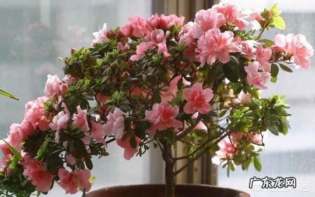 杜鹃开花过后怎么养能活过夏天？