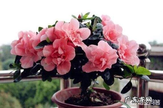 杜鹃开花过后怎么养能活过夏天？