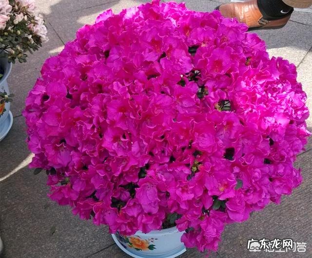 杜鹃开花过后怎么养能活过夏天?