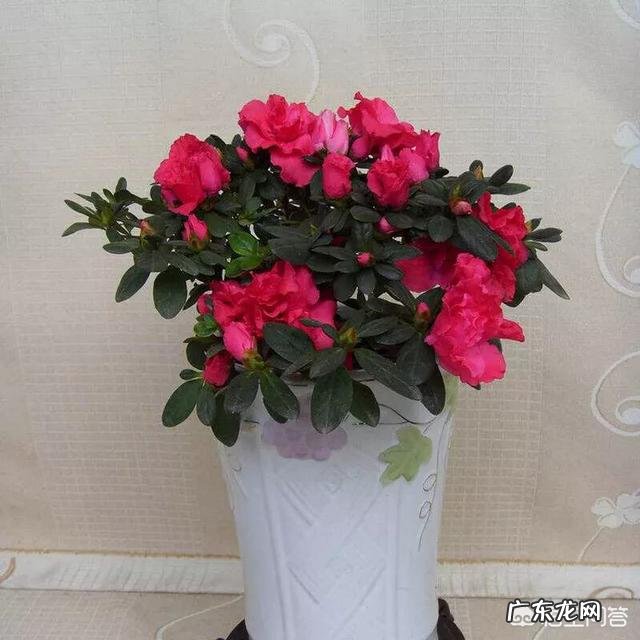 杜鹃开花过后怎么养能活过夏天？