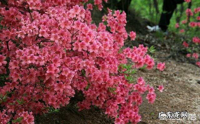 杜鹃开花过后怎么养能活过夏天？