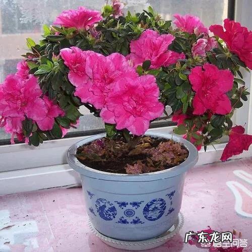 杜鹃开花过后怎么养能活过夏天？