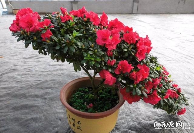 杜鹃开花过后怎么养能活过夏天？