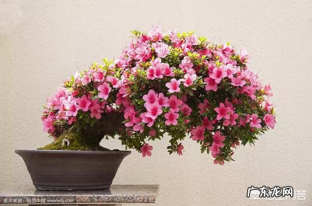 杜鹃开花过后怎么养能活过夏天?