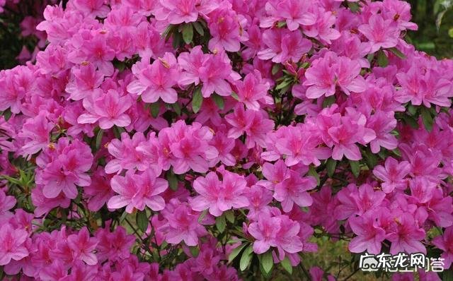 杜鹃开花过后怎么养能活过夏天？