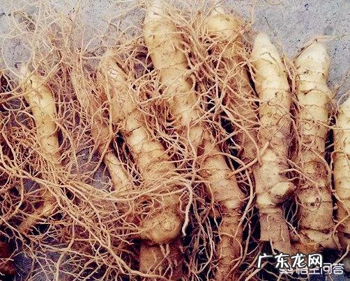 玉竹参的药用价值是什么?