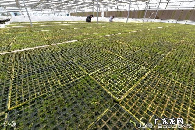 白芨种植适应什么样的土壤和气候环境?